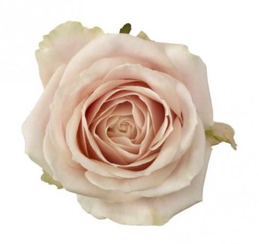 Rose Sweet Avalanche light-pink 50 A1 Hoja Verde Ecuador comprar al por mayor en M-Flowers