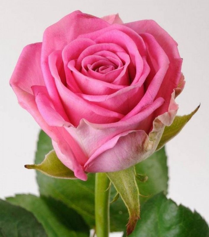 Rose Revival pink 40 A1 FRESH EXCHANGE FZCO Kenya buy wholesale on M-Flowers