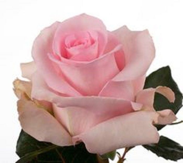 Rose Novia light-pink 50 A1 InspireFlor Ecuador comprar al por mayor en M-Flowers