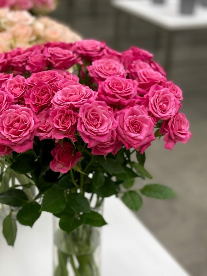 Spray roses Lianne 40 A1 SIAN ROSES KE buy wholesale on M-Flowers