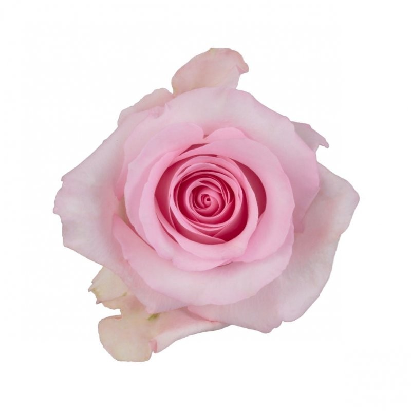 Rose Nena 40 A1 Cantiza EC buy wholesale on M-Flowers