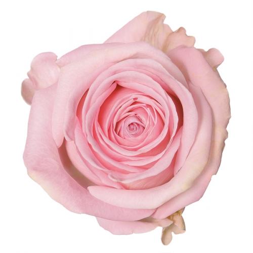 Rose Heidi light-pink 40 A1 Rose Heidi 40 A1 ROSETO LTD KE купить оптом на M-Flowers