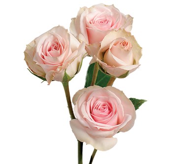 Spray roses Star Blush light-pink 40 A1 Pierroses Ecuador buy wholesale on M-Flowers