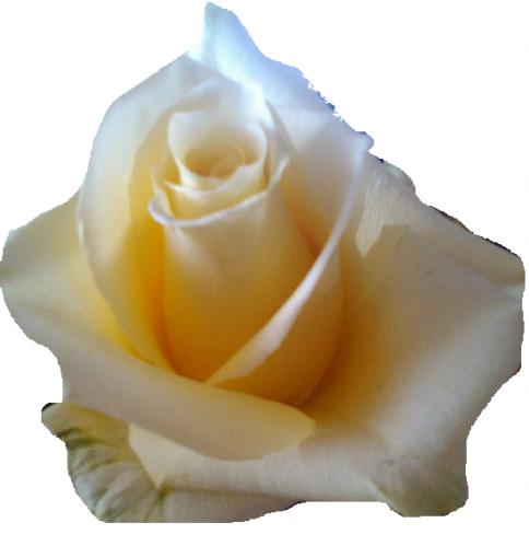 Rose Moonlight yellow 40 A1 Rosas del Corazon Ecuador buy wholesale on M-Flowers