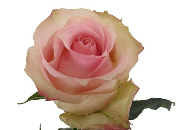 Rose Girlfriend light-pink 50 A1 Ecugarden Ecuador comprar al por mayor en M-Flowers