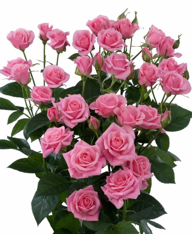 Spray roses Eileen 40 A1 SHALIMAR FLOWERS (KENYA) LTD KE buy wholesale on M-Flowers