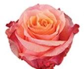 Rose Natures Pink light-pink 50 A1 Rose Natures Pink 50 A1 Ecuagarden EC купить оптом на M-Flowers