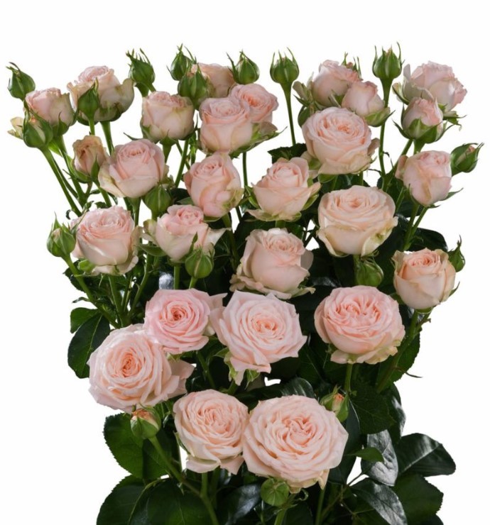 Spray roses Bombastic 60 A1 Mir Tsvetov RU buy wholesale on M-Flowers
