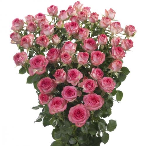 Spray roses Fabiola light-pink 40 A1 Spray roses Fabiola 40 A1 RED LANDS ROSES LTD KE comprar al por mayor en M-Flowers