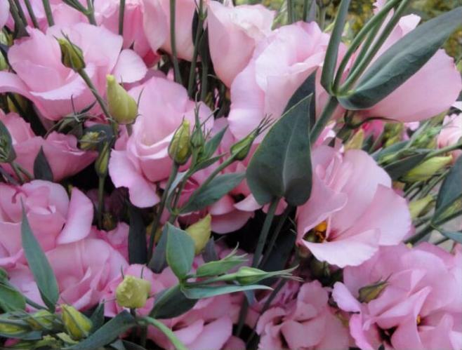 Eustoma Pink 70 A1 QUALIFERUS RU comprar al por mayor en M-Flowers