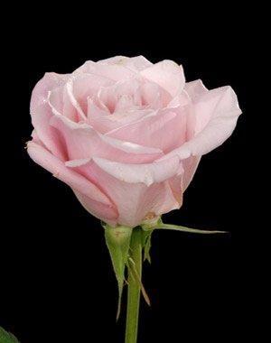 Rose Sweet Escimo 40 A1 FLORES VERDES EC buy wholesale on M-Flowers