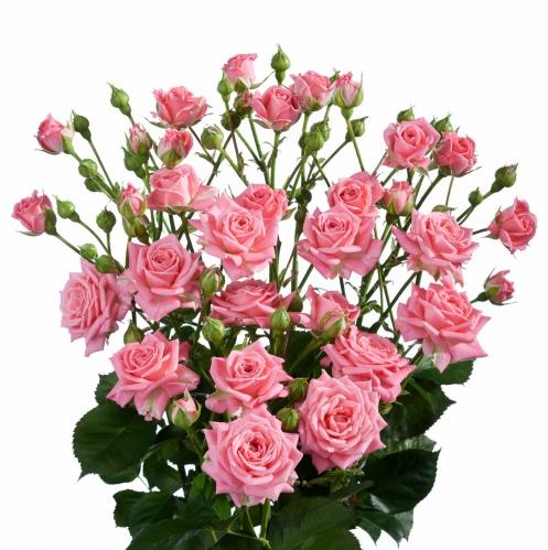 Spray roses Sylvana light-pink 70 A1 Spray roses Sylvana 70 A1 SIAN ROSES KE buy wholesale on M-Flowers