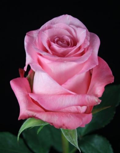 Rose Conquista light-pink 50 A1 Attar Roses Ecuador buy wholesale on M-Flowers