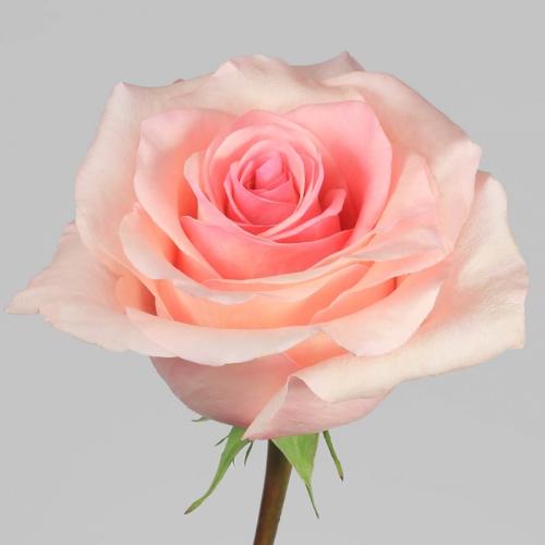 Rose Arleene 60 A1 Flower Village EC buy wholesale on M-Flowers