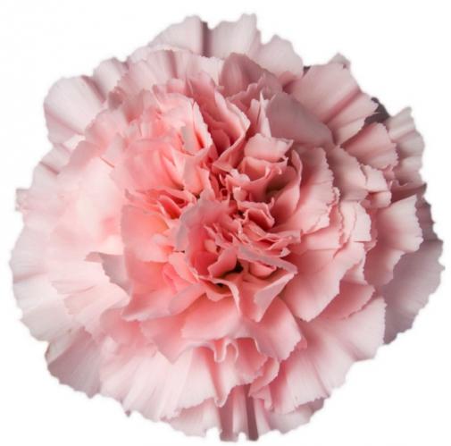 Carnation Doncel 70 A1 Multiflora CO купить оптом на M-Flowers