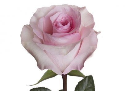 Rose Christa 50 A1 Attar Roses EC buy wholesale on M-Flowers