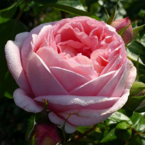 Rose Voyage 50 A1 Flower Village EC buy wholesale on M-Flowers