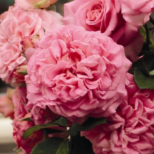 Rose Ashley light-pink 50 A1 Florecal Ecuador comprar al por mayor en M-Flowers