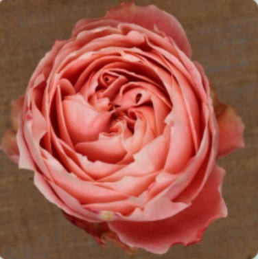 Garden Rose Princess Sakura brown 50 A1 Tambuzi Limited Kenya buy wholesale on M-Flowers