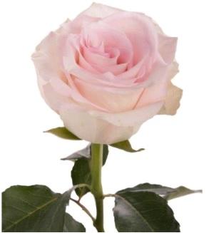 Rose Ragazza light-pink 40 A1 Agroterranorte Ecuador buy wholesale on M-Flowers