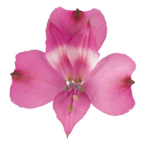 Alstroemeria Floriano 60 A1 GOLDEN TULIP FARMS LIMITED KE comprar al por mayor en M-Flowers