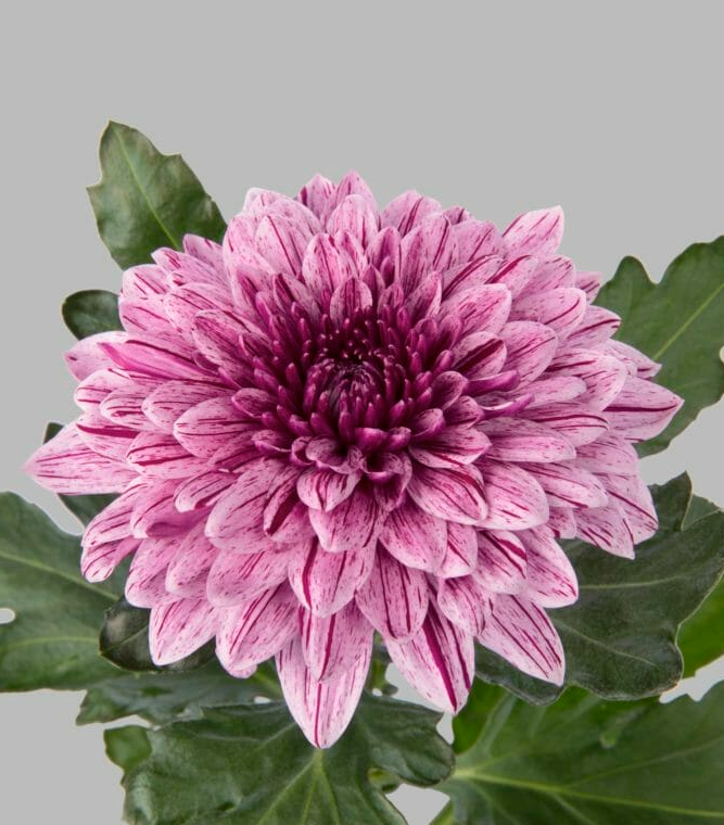 Chr G Pip light-pink 70 A1 Decorum Netherlands comprar al por mayor en M-Flowers