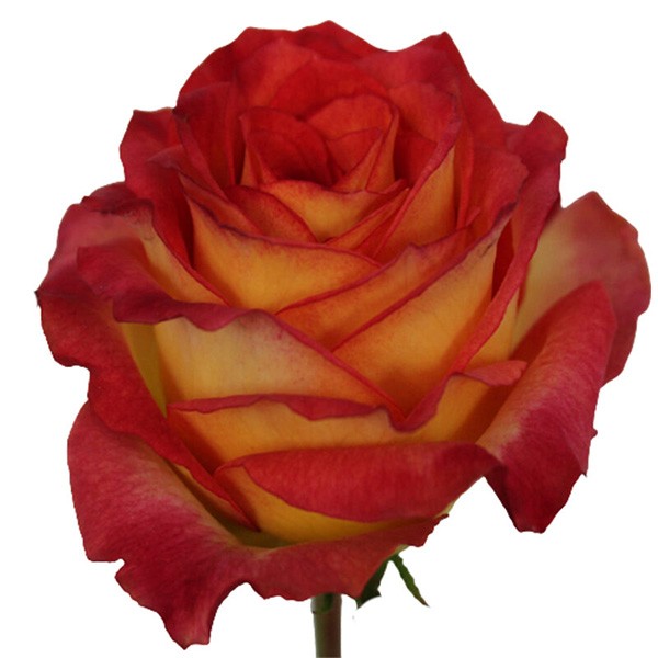 Rose Catch multicolor 40 A1 Karen Roses Kenya buy wholesale on M-Flowers