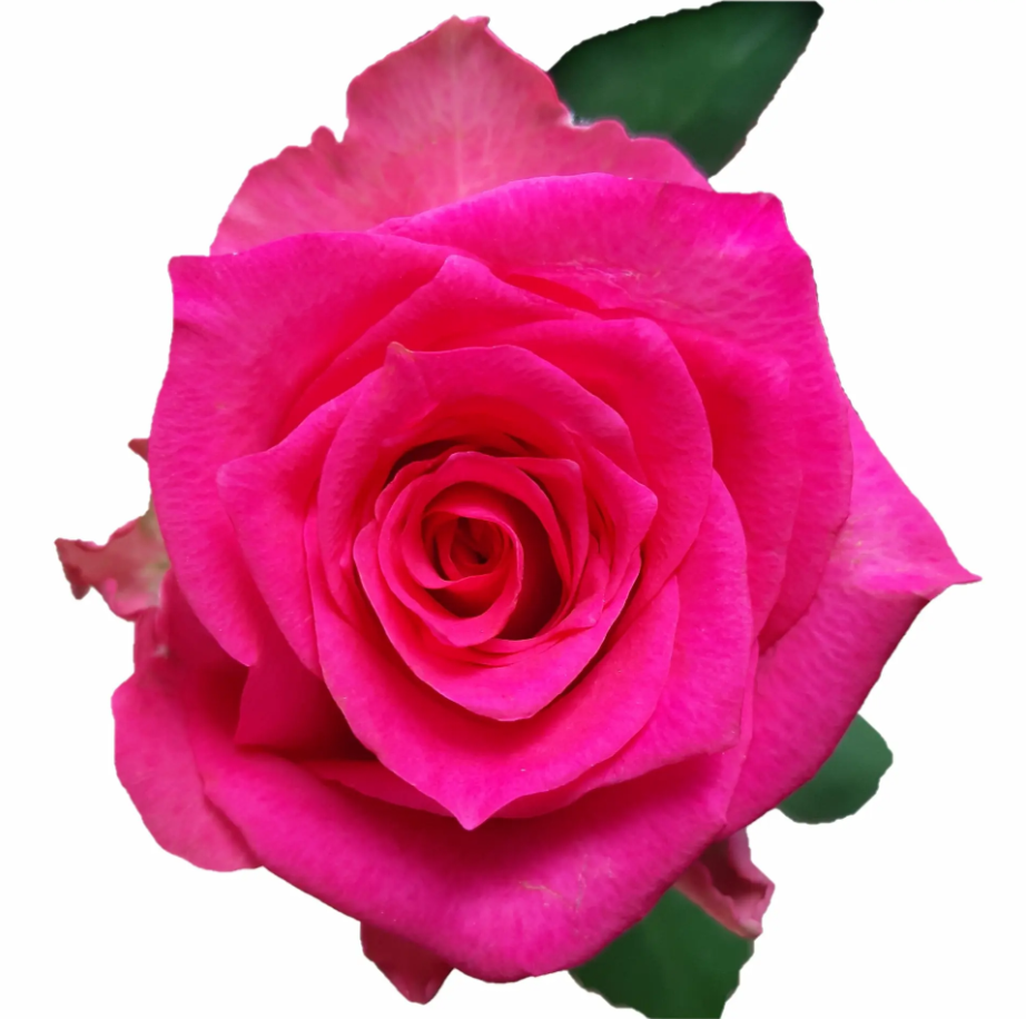 Rose Pink Sudoku 35 A1 PANOCAL INTERNATIONAL LTD KE comprar al por mayor en M-Flowers