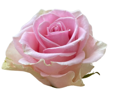 Rose Top Gear light-pink 60 A1 PANOCAL INTERNATIONAL LTD Kenya купить оптом на M-Flowers