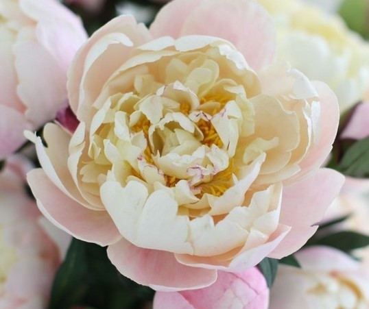 Peonies Gardenia light-pink 55 A1 Groot & groot Netherlands comprar al por mayor en M-Flowers