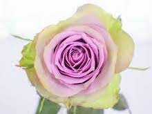 Rose Samantha Bridal lilac-lavander 70 A1 Mzurrie Flowers Kenya buy wholesale on M-Flowers