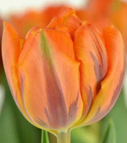 Tulip DU ORANGE PRINCESS 40 A1 Decorum NL купить оптом на M-Flowers