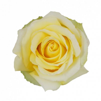 Rose Tara yellow 50 A1 Rose Tara 50 A1 Paramo Roses EC buy wholesale on M-Flowers