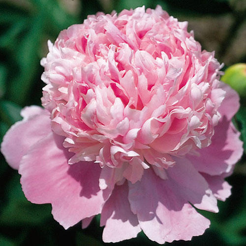 Peonies Jules Elie 60 A1 Groot & groot NL buy wholesale on M-Flowers