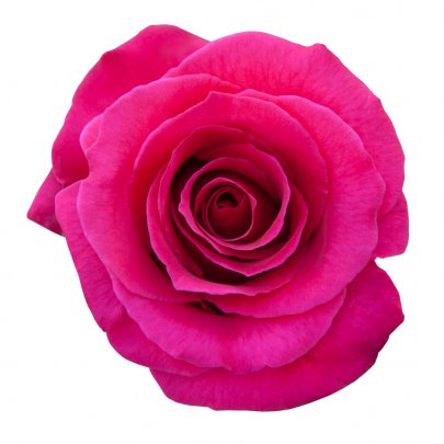 Rose Hot Lady 50 A1 Cantiza EC comprar al por mayor en M-Flowers