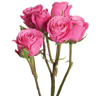 Spray roses Hot Pink Follies dark-pink 50 A1 Spray roses Hot Pink Follies 50 A1 Pro Plan EC buy wholesale on M-Flowers