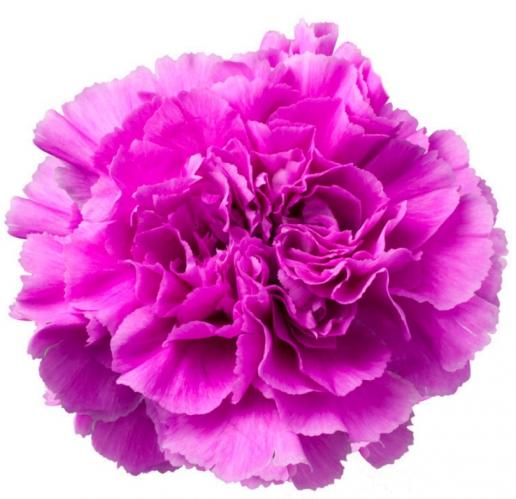 Carnation Farida dark-pink 60 A1 GOLDEN TULIP FARMS LTD Kenya buy wholesale on M-Flowers