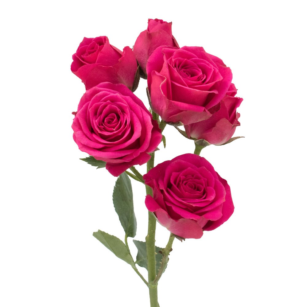 Spray roses Lovely Lydia 50 A1 GOLDEN TULIP FARMS LIMITED KE buy wholesale on M-Flowers