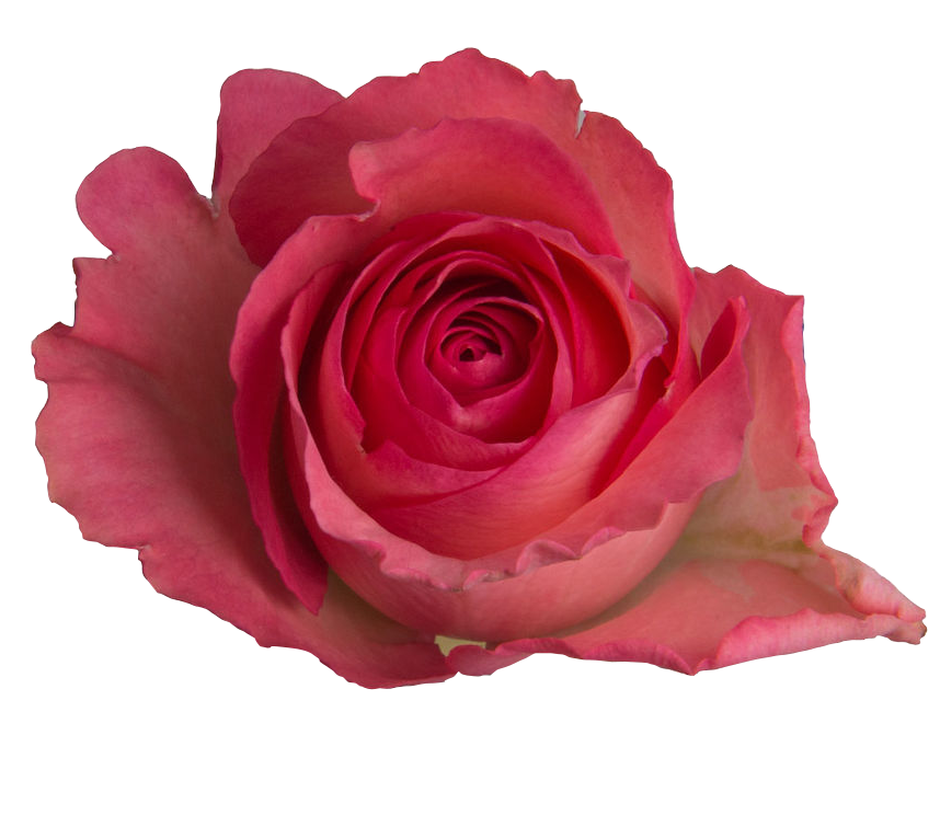 Rose Dekora 40 A1 SIAN ROSES KE buy wholesale on M-Flowers