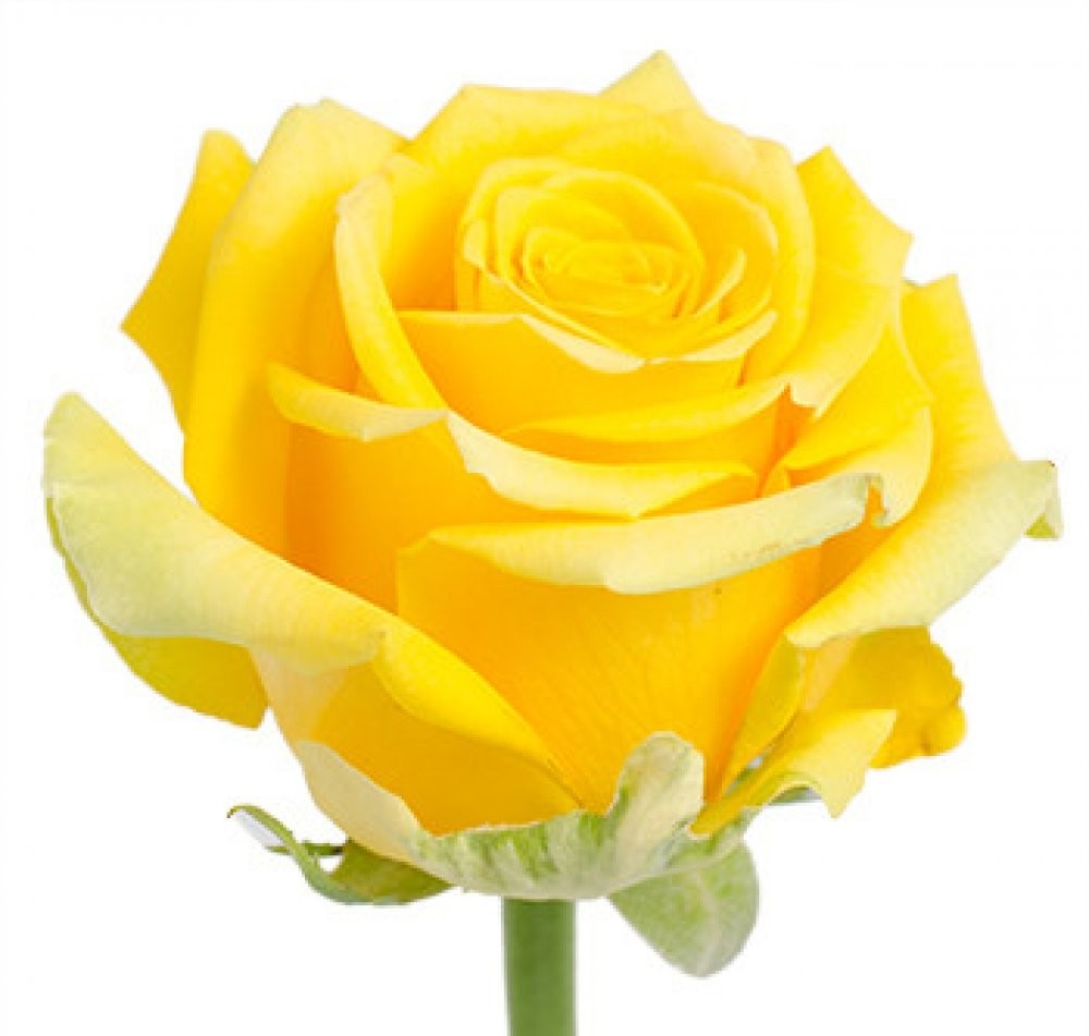 Rose High & Exotic yellow 70 A1 EcoRoses Ecuador buy wholesale on M-Flowers