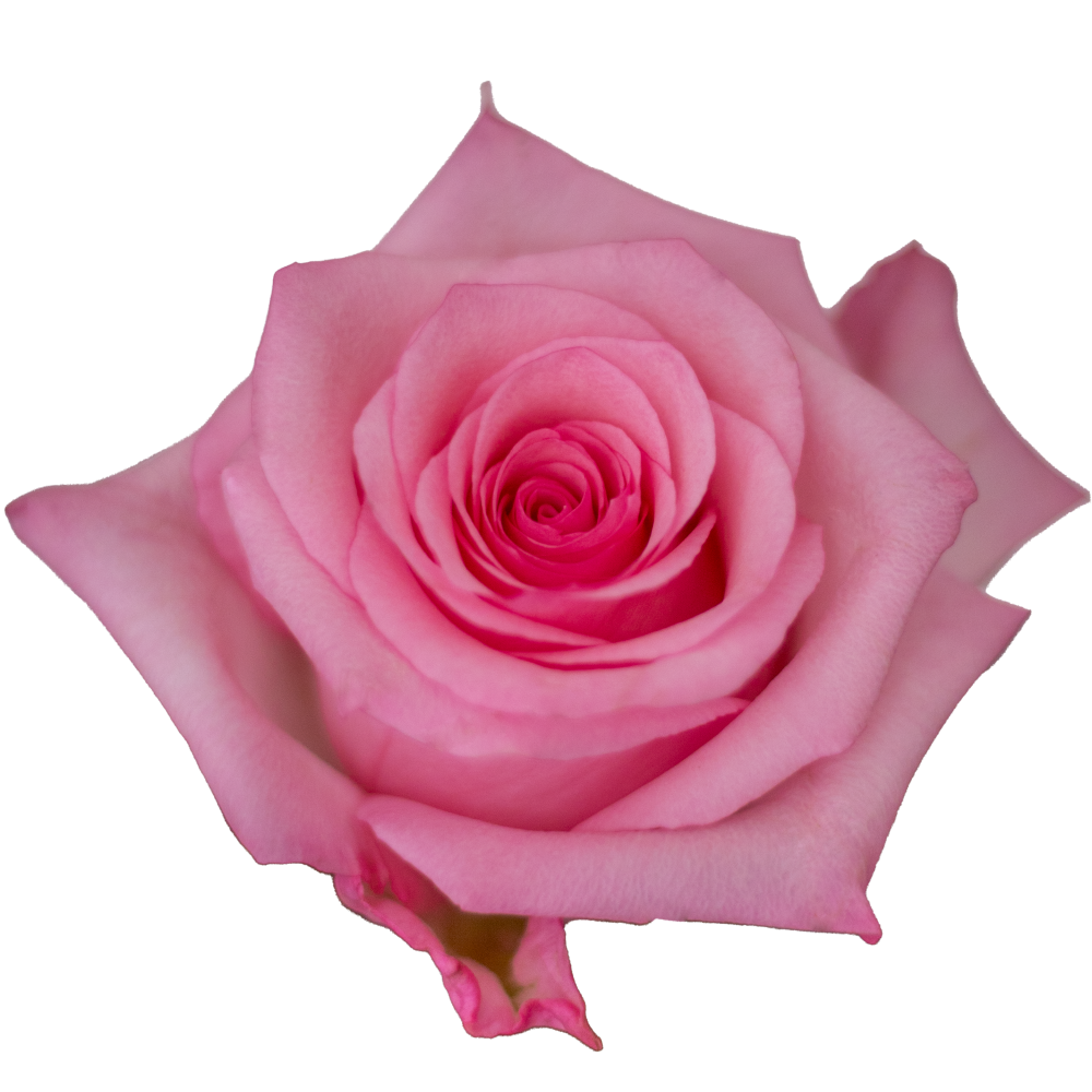 Rose Jet Set pink 80 A1 Rose Jet Set 80 A1 High Connection EC buy wholesale on M-Flowers