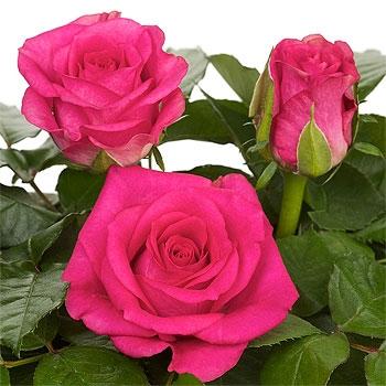 Rose Marina dark-pink 50 A1 Lauren Flowers Kenya comprar al por mayor en M-Flowers