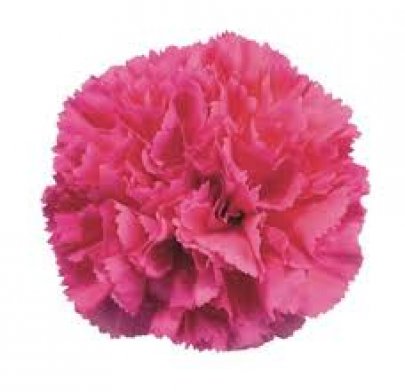 Carnation Mini-Spray Hot Pink dark-pink 70 A1 Carnation Mini-Spray Hot Pink 70 A1 Fresh Exports EC buy wholesale on M-Flowers