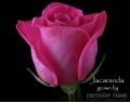 Rose Jacaranda dark-pink 70 A1 Rose Jacaranda 70 A1 Latina Farms EC buy wholesale on M-Flowers
