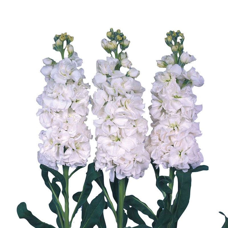 Mathiola Iron White 60 A1 GOLDEN TULIP FARMS LTD KE buy wholesale on M-Flowers