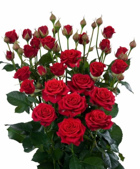 Spray roses Mirabel 50 A1 GOLDEN TULIP FARMS LTD KE buy wholesale on M-Flowers