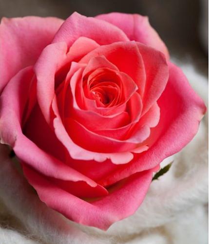 Rose Ace pink 35 A1 PJ DAVE FLORA KE buy wholesale on M-Flowers