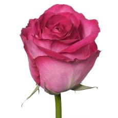Rose Mantra dark-pink 50 A1 Gatoka Flowers Kenya купить оптом на M-Flowers