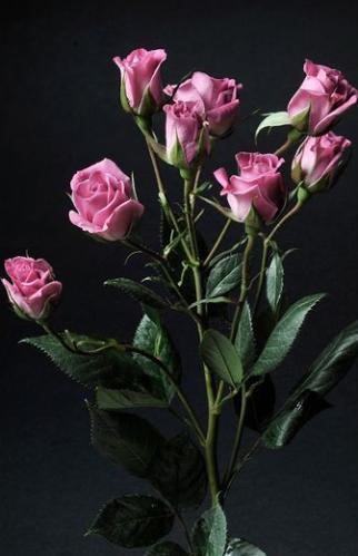 Spray roses Purple Sky dark-pink 40 A1 Spray roses Purple Sky 40 A1 WINCHESTER FARM LTD (Mzurie) KE buy wholesale on M-Flowers