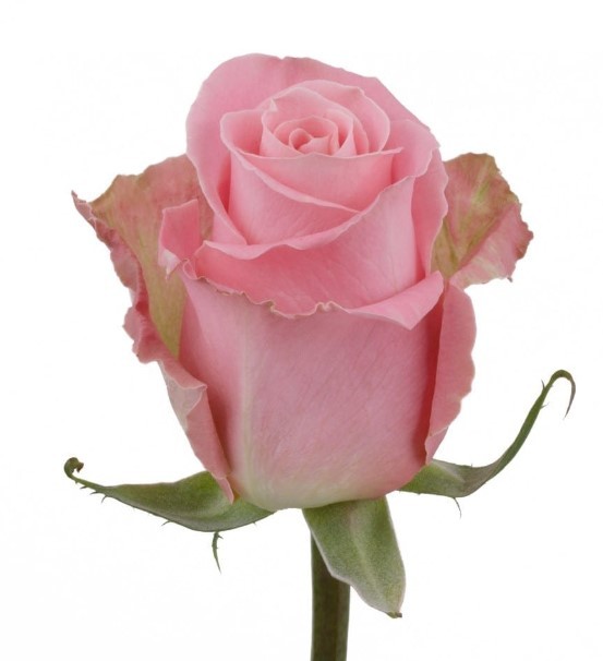 Rose Hermosa light-pink 50 A1 Tierra Verde Ecuador buy wholesale on M-Flowers